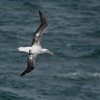 Albatros kralovsky - Diomedea epomophora - Southern Royal Albatross 7722